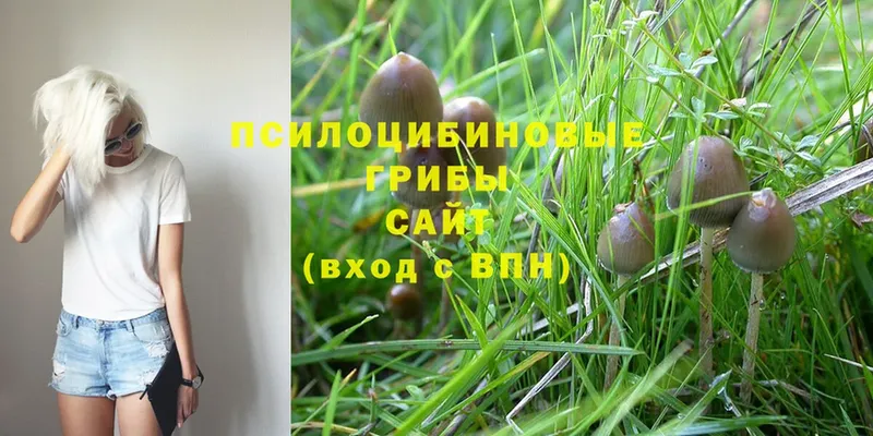 Галлюциногенные грибы Cubensis  купить закладку  Богданович 